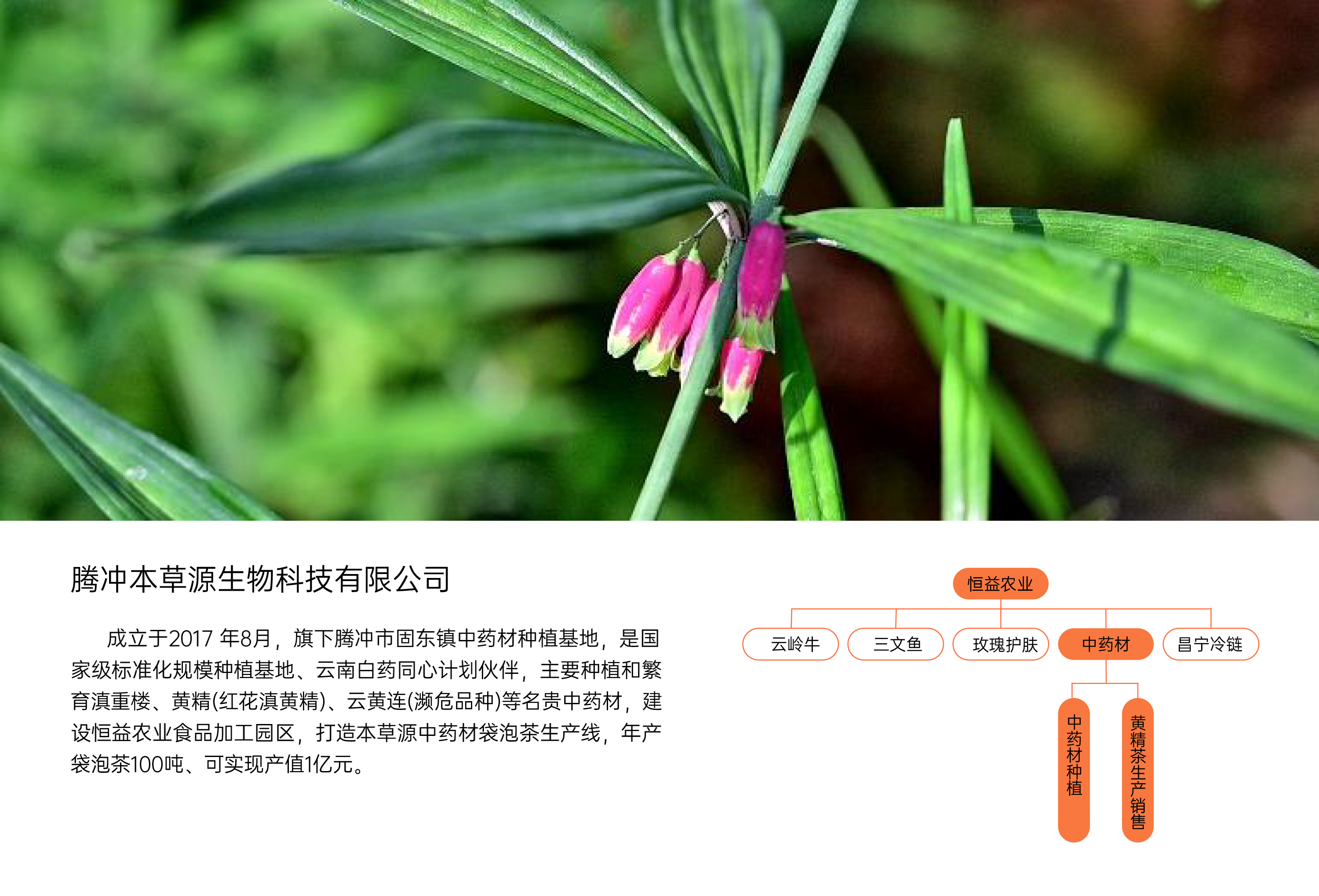企业概况与全产业链