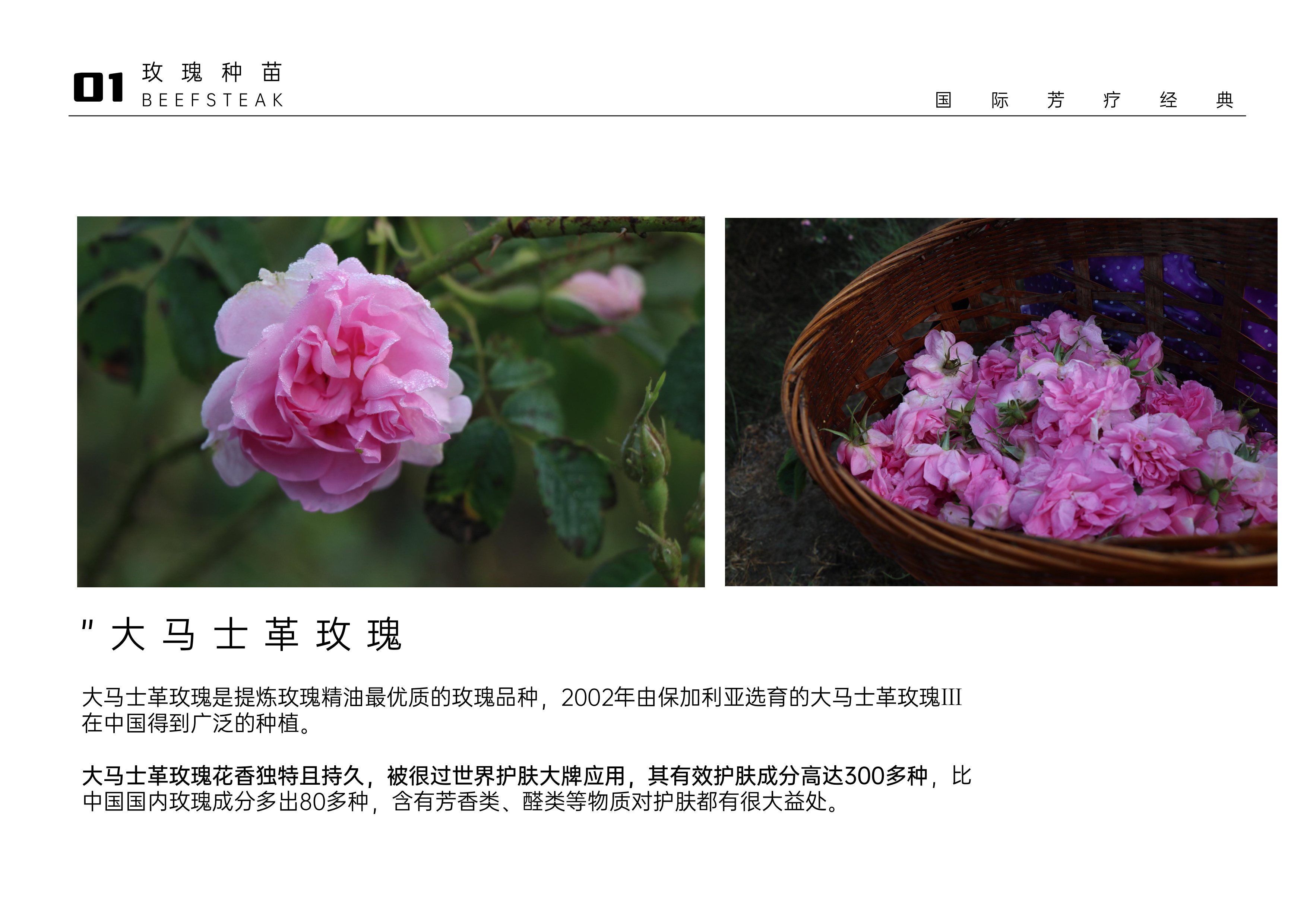 大马士革玫瑰 · 国际芳疗经典